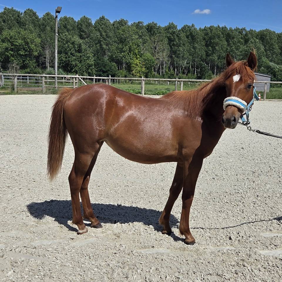 Potranca New Forest En venta 2025 Alaz&aacute;n por L'ancelot du m&eacute;nage