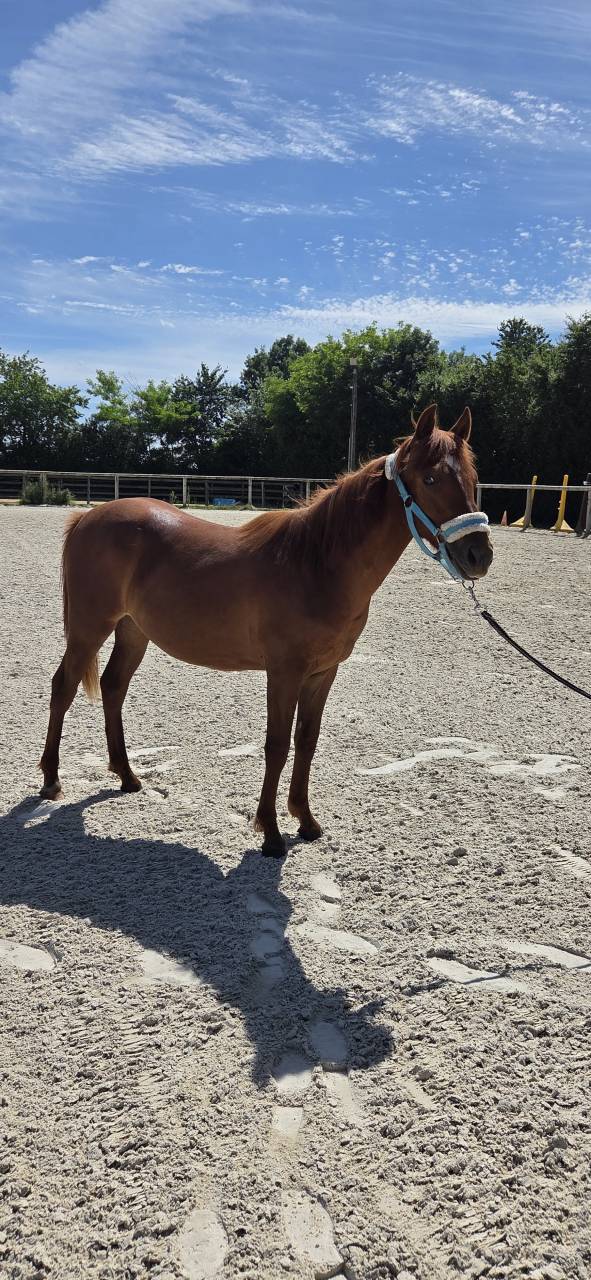 Potranca New Forest En venta 2025 Alaz&aacute;n por L'ancelot du m&eacute;nage