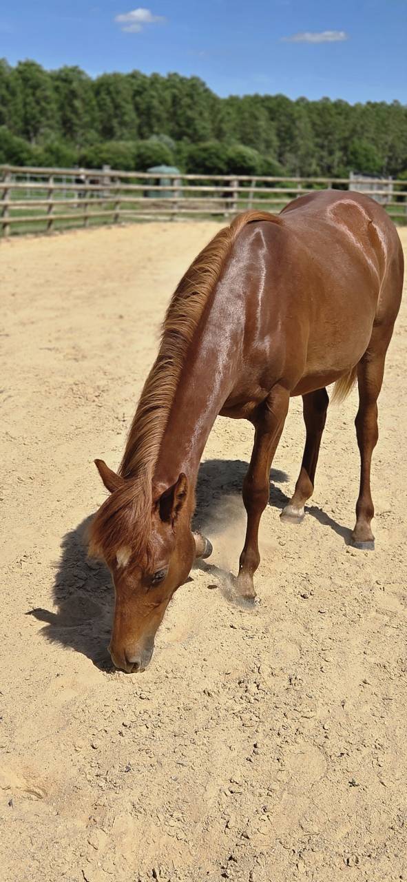 Potranca New Forest En venta 2025 Alaz&aacute;n por L'ancelot du m&eacute;nage