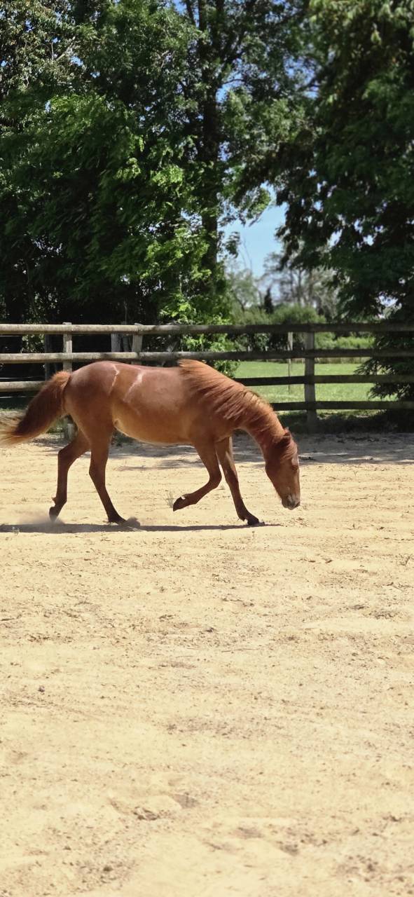 Potranca New Forest En venta 2025 Alaz&aacute;n por L'ancelot du m&eacute;nage