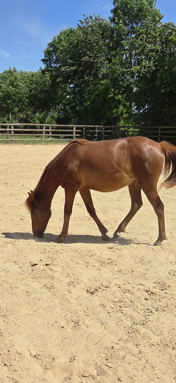 Potranca New Forest En venta 2025 Alaz&aacute;n por L'ancelot du m&eacute;nage