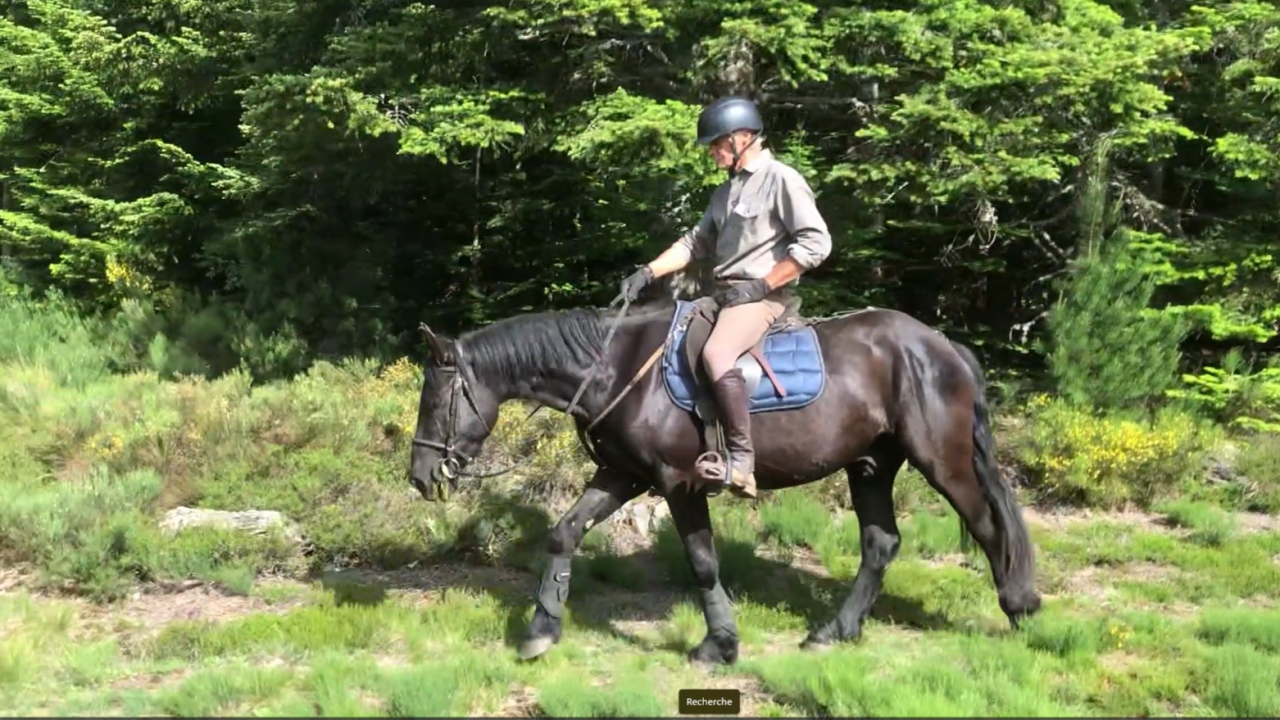Caballo castrado M&eacute;rens En venta 2023 Negro