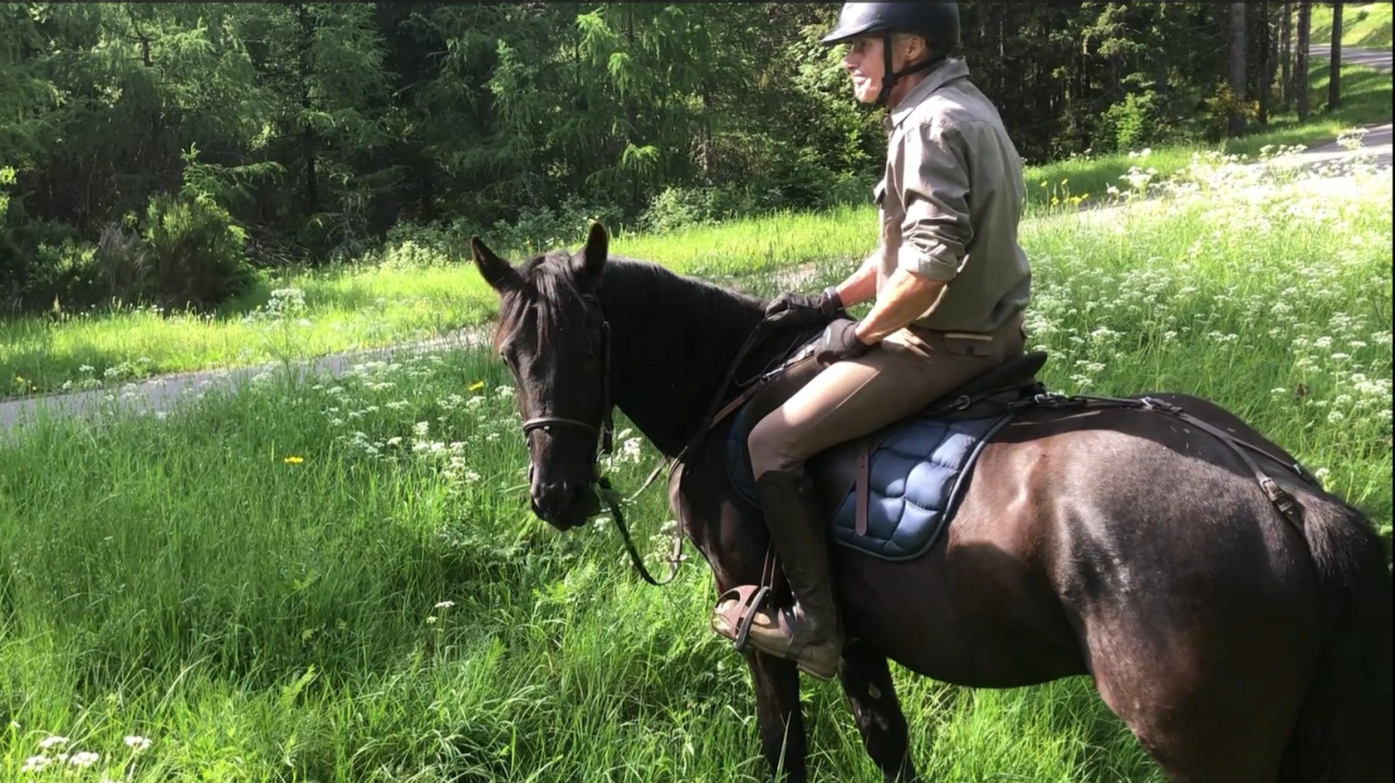 Caballo castrado M&eacute;rens En venta 2023 Negro