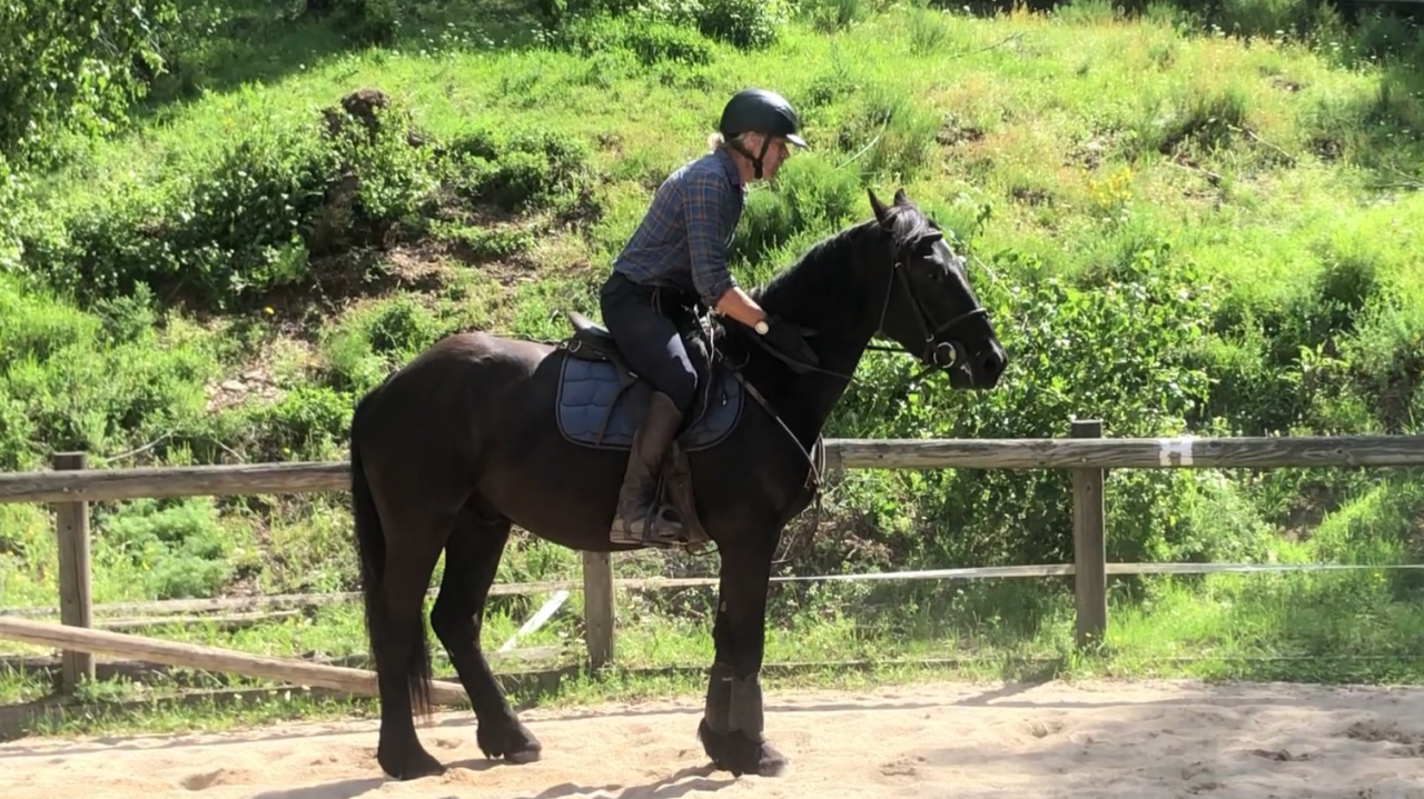 Caballo castrado M&eacute;rens En venta 2023 Negro