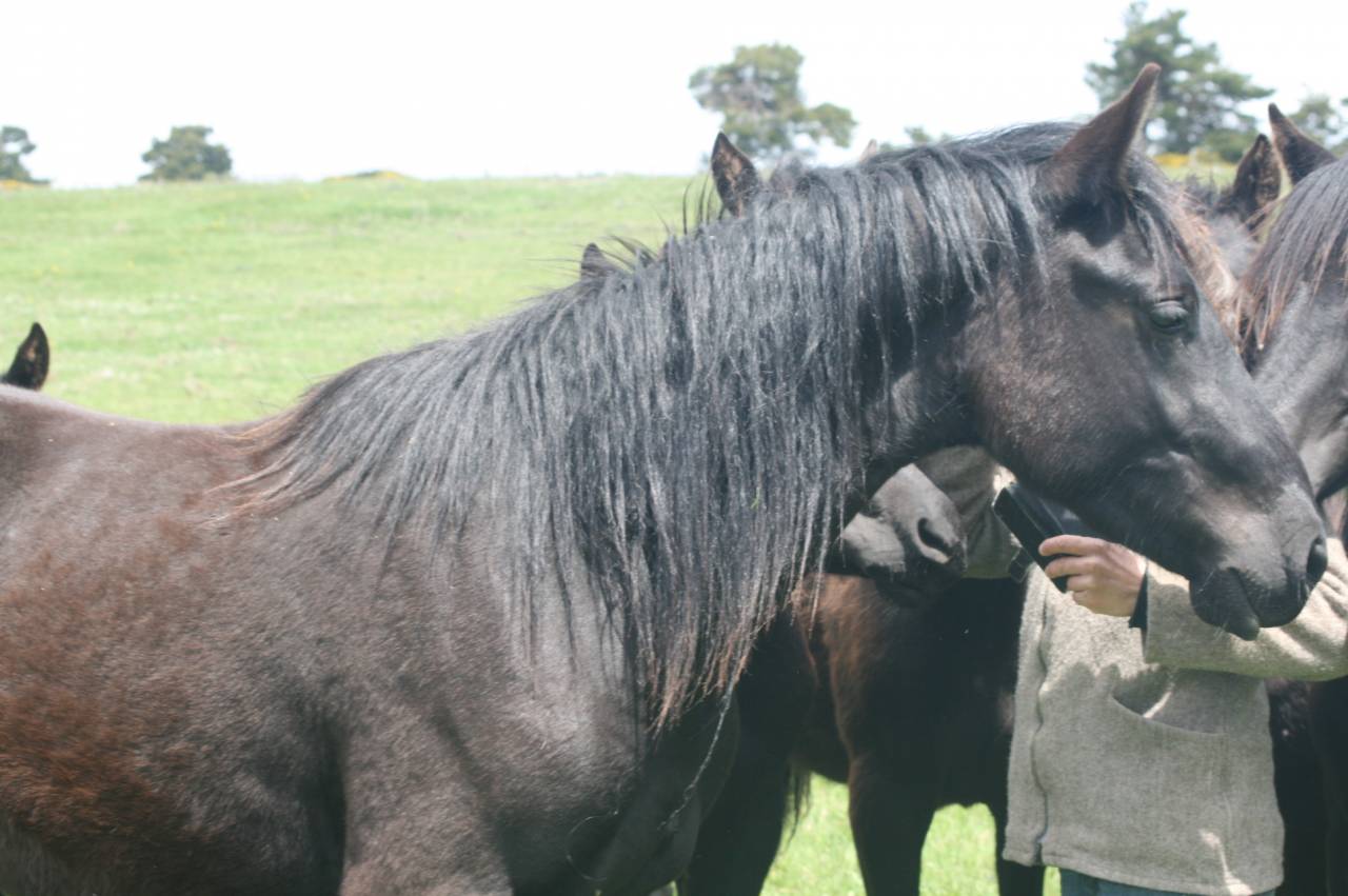 Caballo castrado M&eacute;rens En venta 2023 Negro