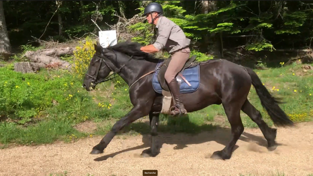Caballo castrado M&eacute;rens En venta 2023 Negro
