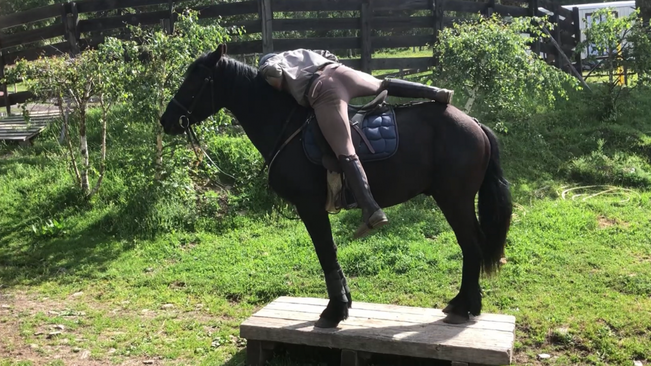 Caballo castrado M&eacute;rens En venta 2023 Negro