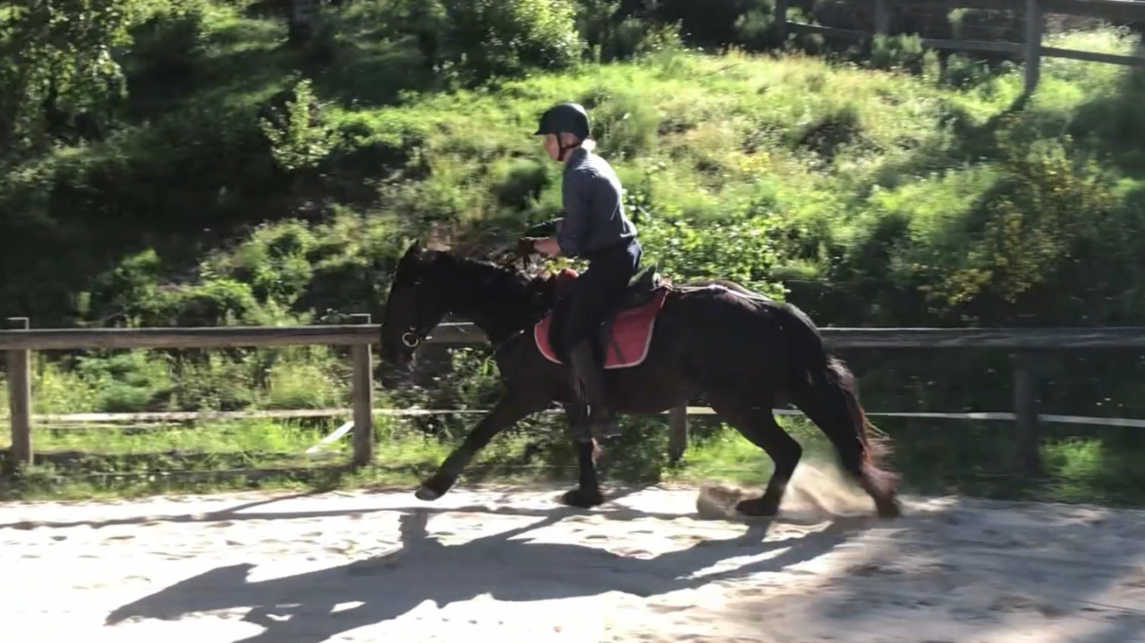 Caballo castrado M&eacute;rens En venta 2023 Negro