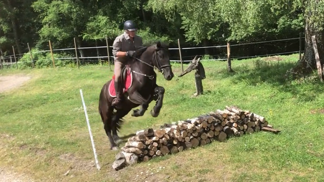 Caballo castrado M&eacute;rens En venta 2023 Negro