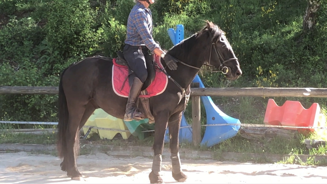 Caballo castrado M&eacute;rens En venta 2023 Negro