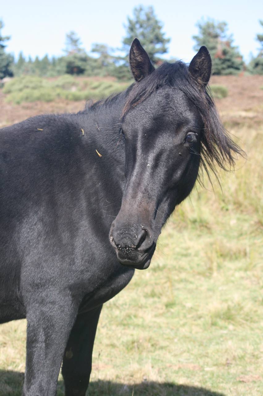Caballo castrado M&eacute;rens En venta 2023 Negro