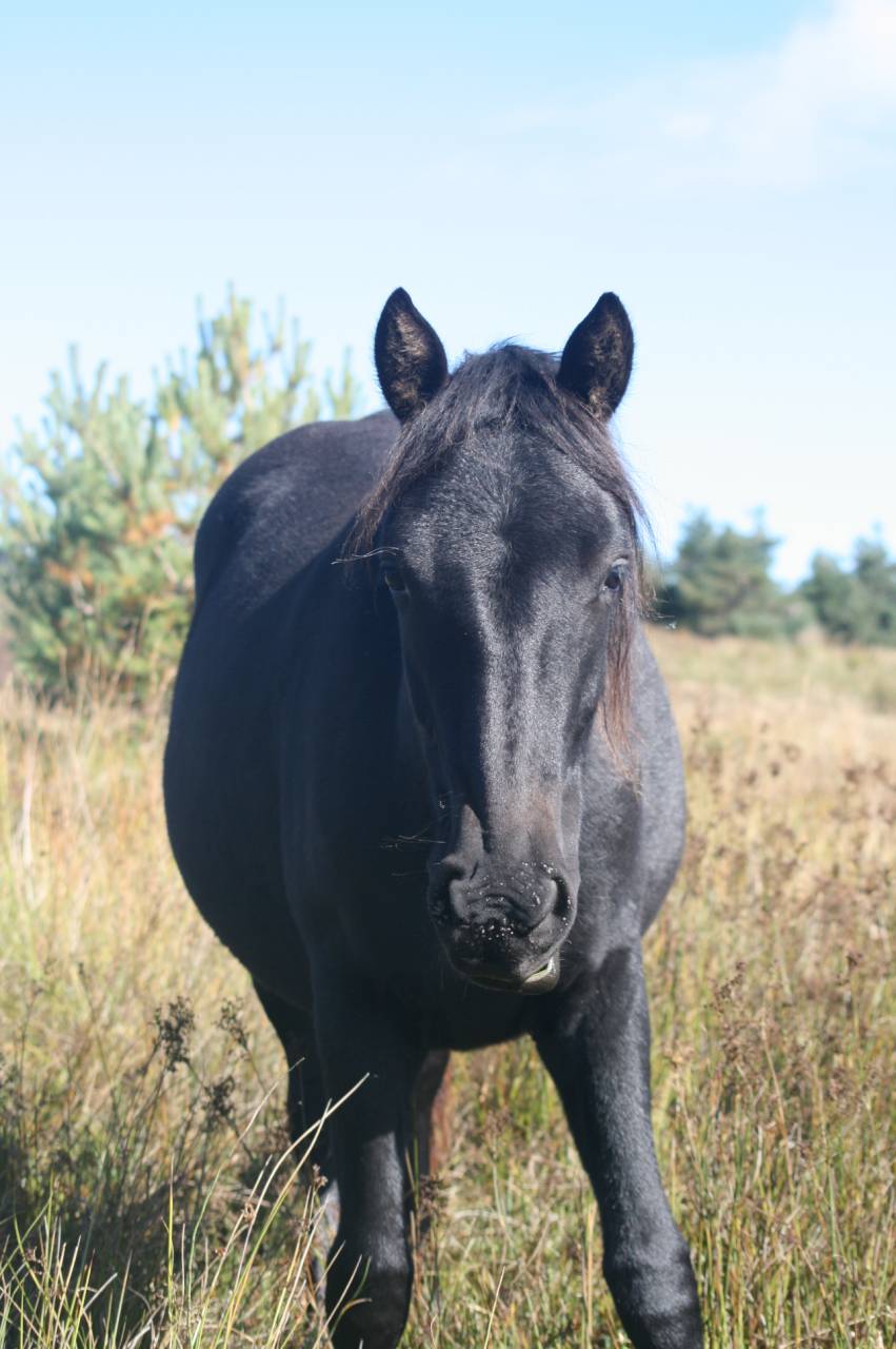 Caballo castrado M&eacute;rens En venta 2023 Negro