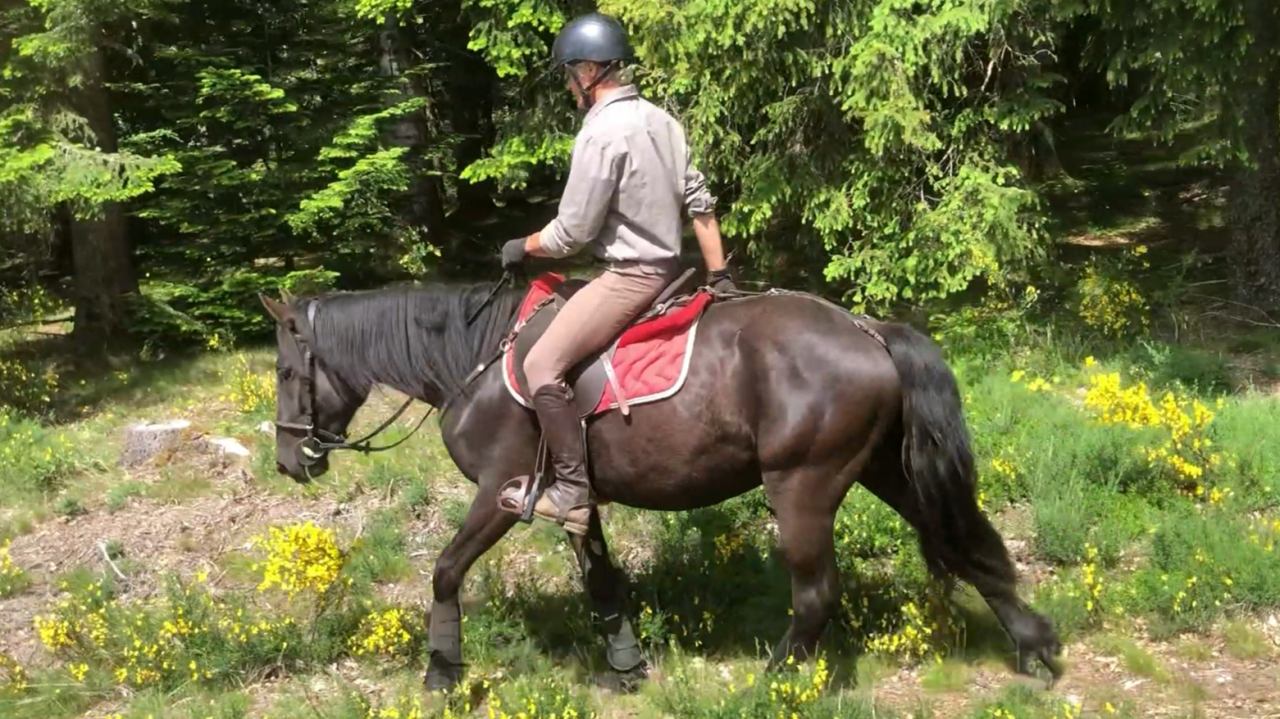 Caballo castrado M&eacute;rens En venta 2023 Negro