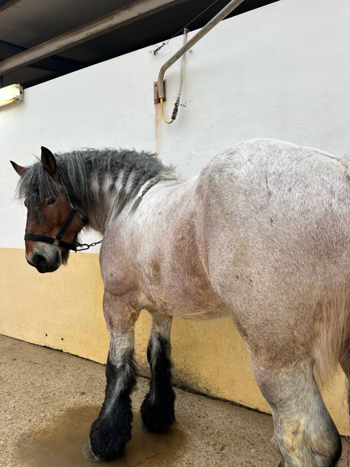 Venta Brabante Belga