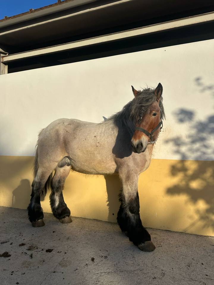 Venta Brabante Belga