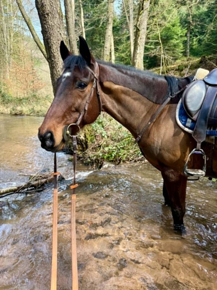 Caballo castrado Pura Sangre Ingl&eacute;s En venta 2016 Bayo