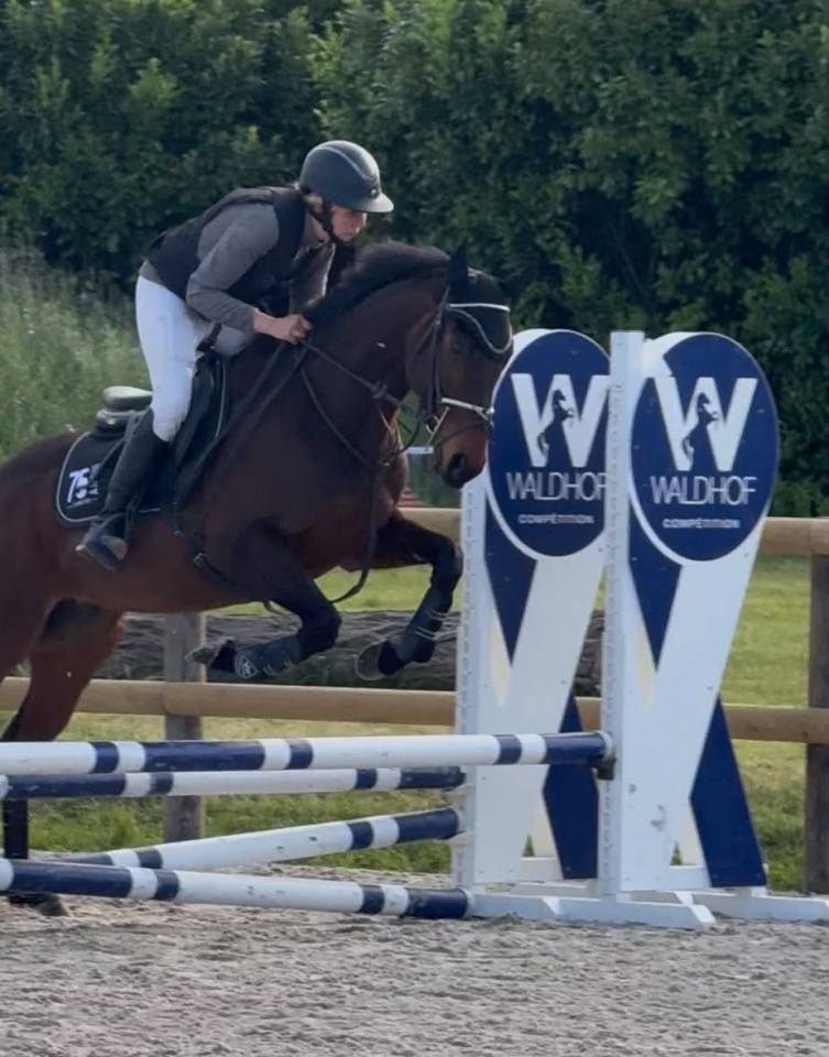 Caballo castrado Pura Sangre Ingl&eacute;s En venta 2016 Bayo