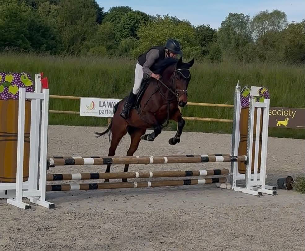 Caballo castrado Pura Sangre Ingl&eacute;s En venta 2016 Bayo