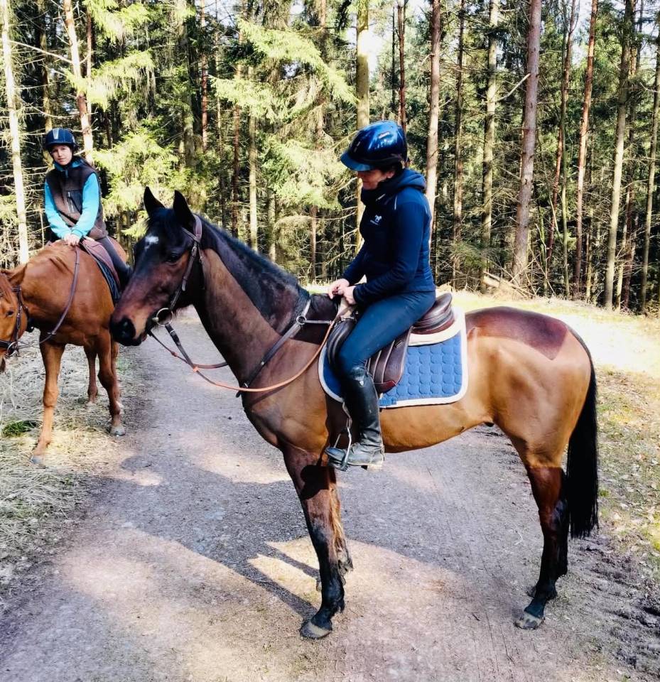 Caballo castrado Pura Sangre Ingl&eacute;s En venta 2016 Bayo
