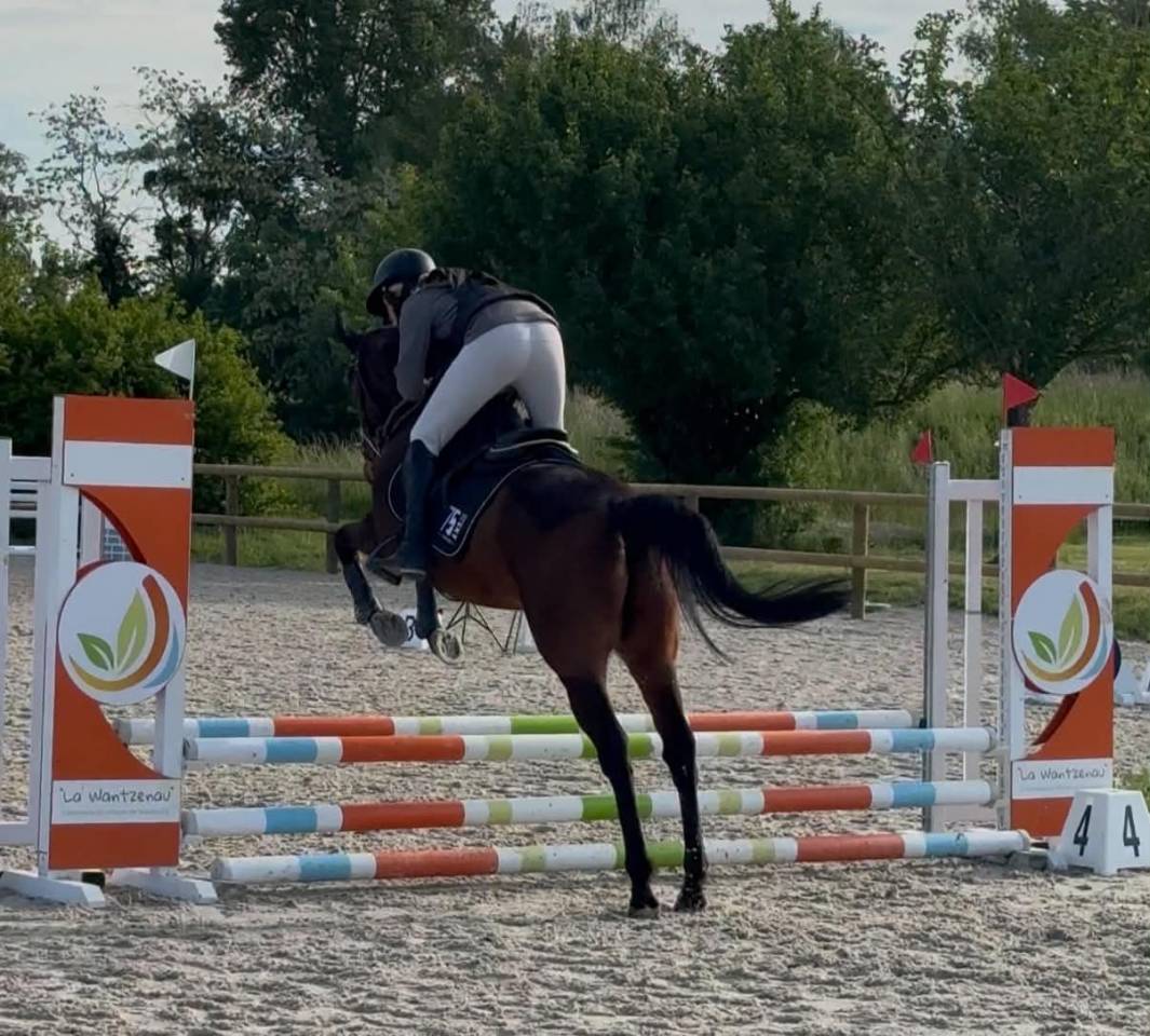 Caballo castrado Pura Sangre Ingl&eacute;s En venta 2016 Bayo