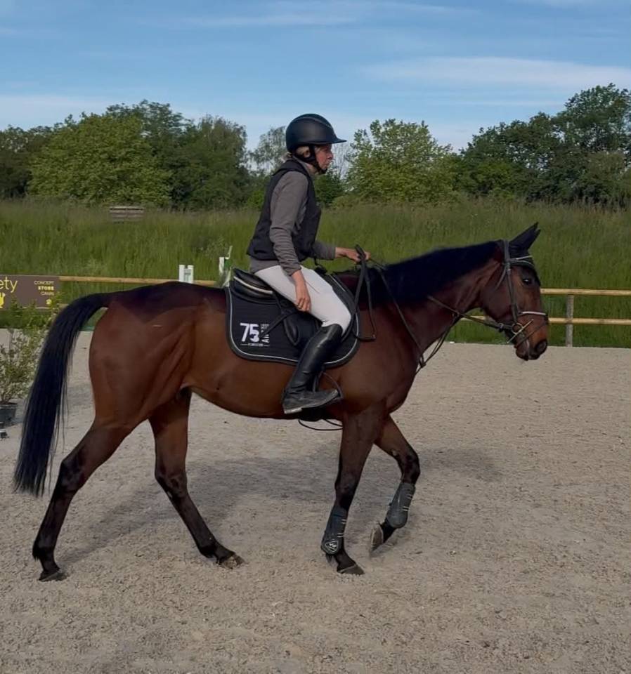 Caballo castrado Pura Sangre Ingl&eacute;s En venta 2016 Bayo