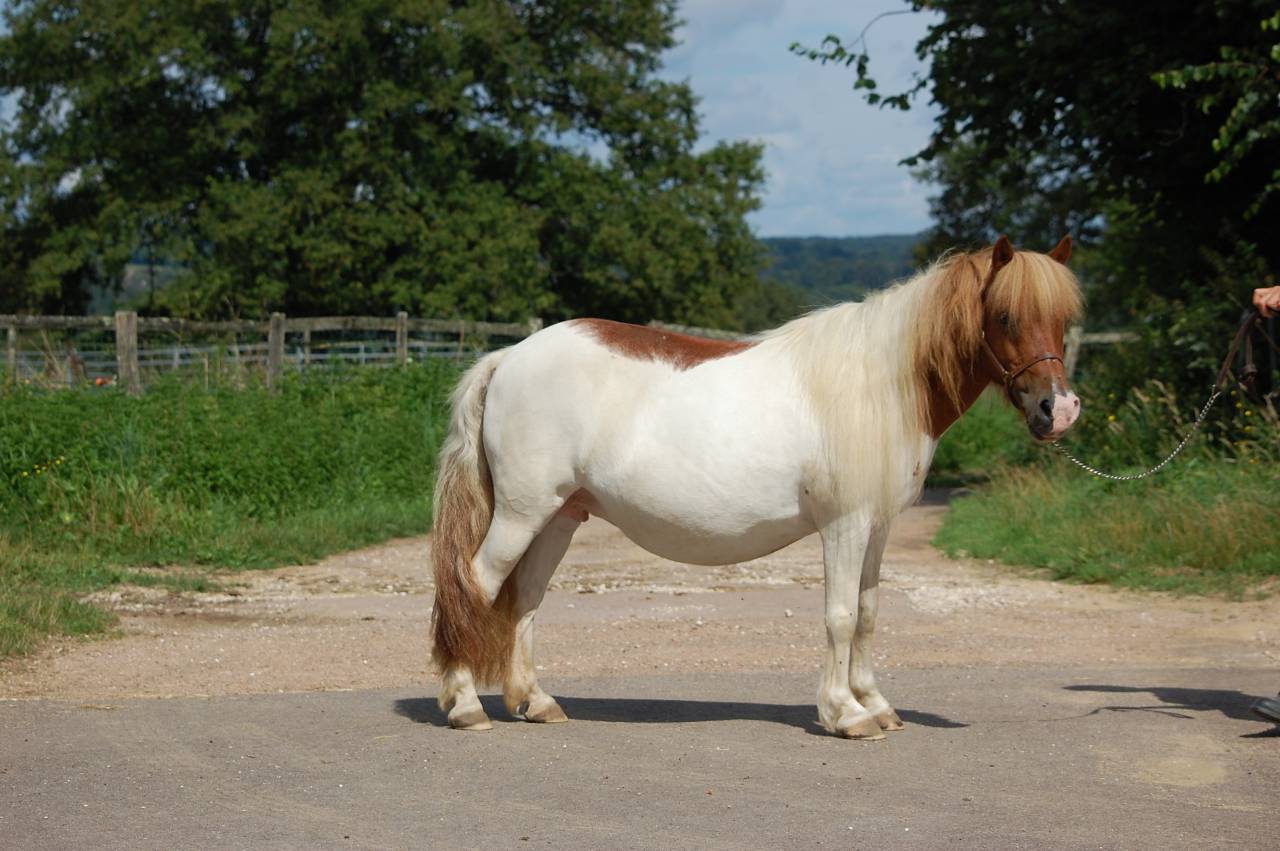 Yegua Shetland En venta 2008 P&iacute;o por TOMMIE VD SLEUTELHOF