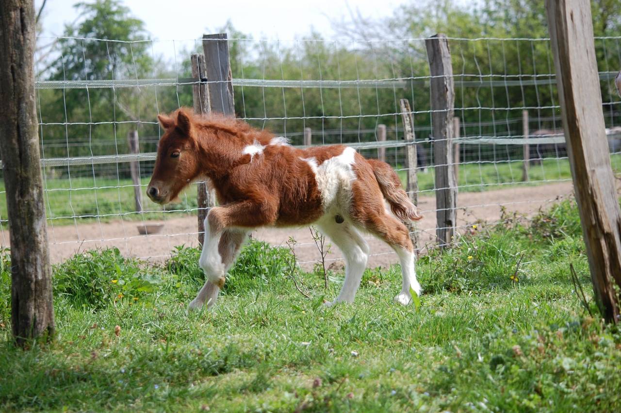 Yegua Shetland En venta 2008 P&iacute;o por TOMMIE VD SLEUTELHOF