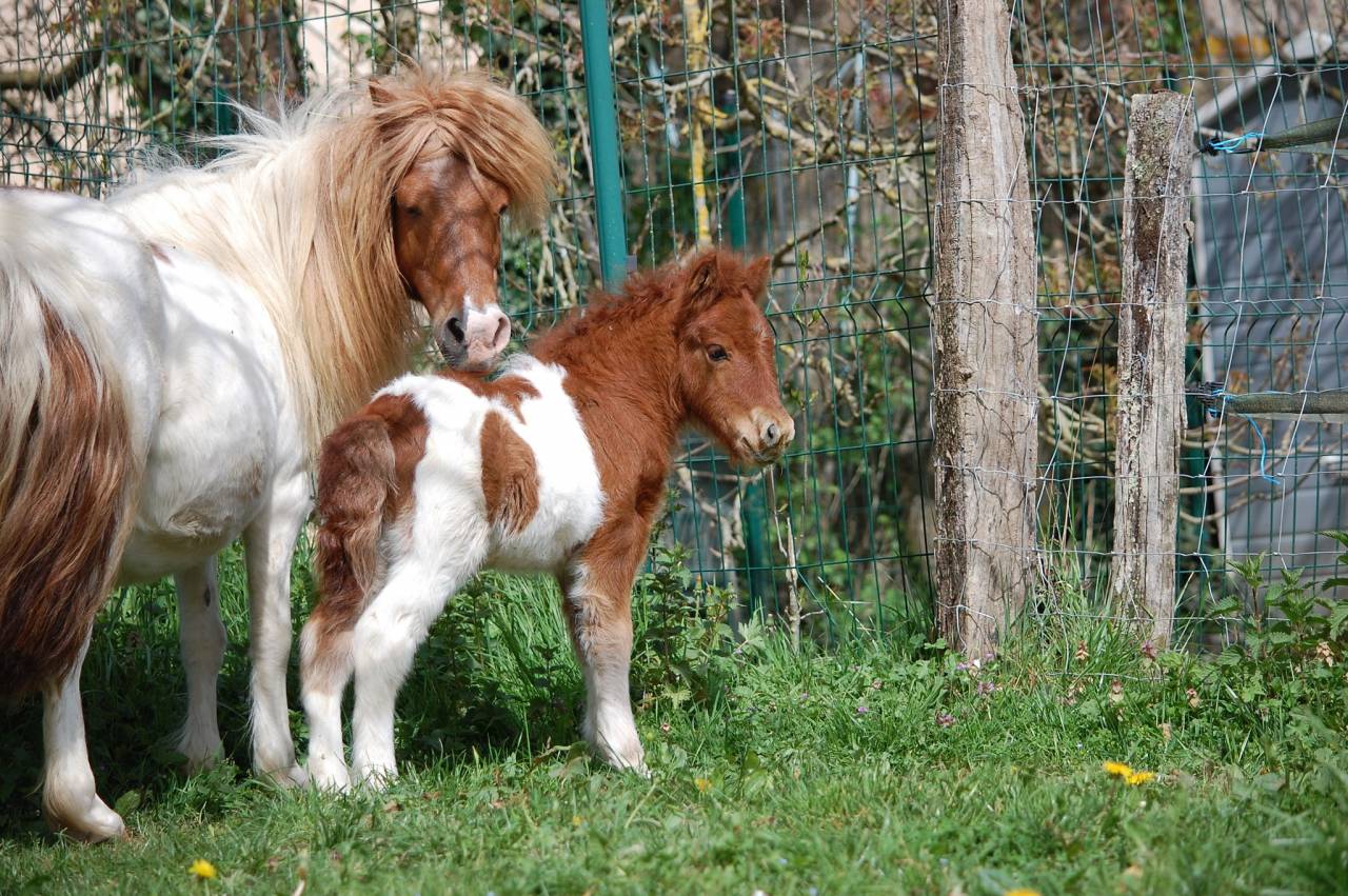 Yegua Shetland En venta 2008 P&iacute;o por TOMMIE VD SLEUTELHOF
