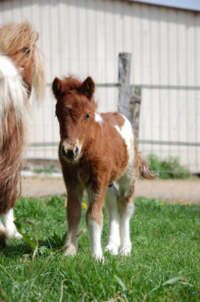 Yegua Shetland En venta 2008 P&iacute;o por TOMMIE VD SLEUTELHOF