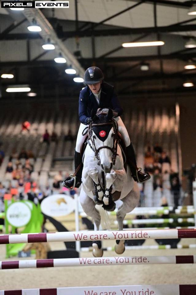 Caballo castrado Silla Franc&eacute;s En venta 2015 Tordo por OGRION DES CHAMPS