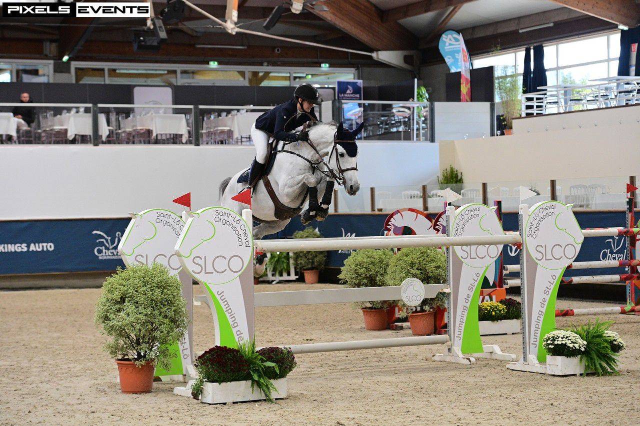 Caballo castrado Silla Franc&eacute;s En venta 2015 Tordo por OGRION DES CHAMPS