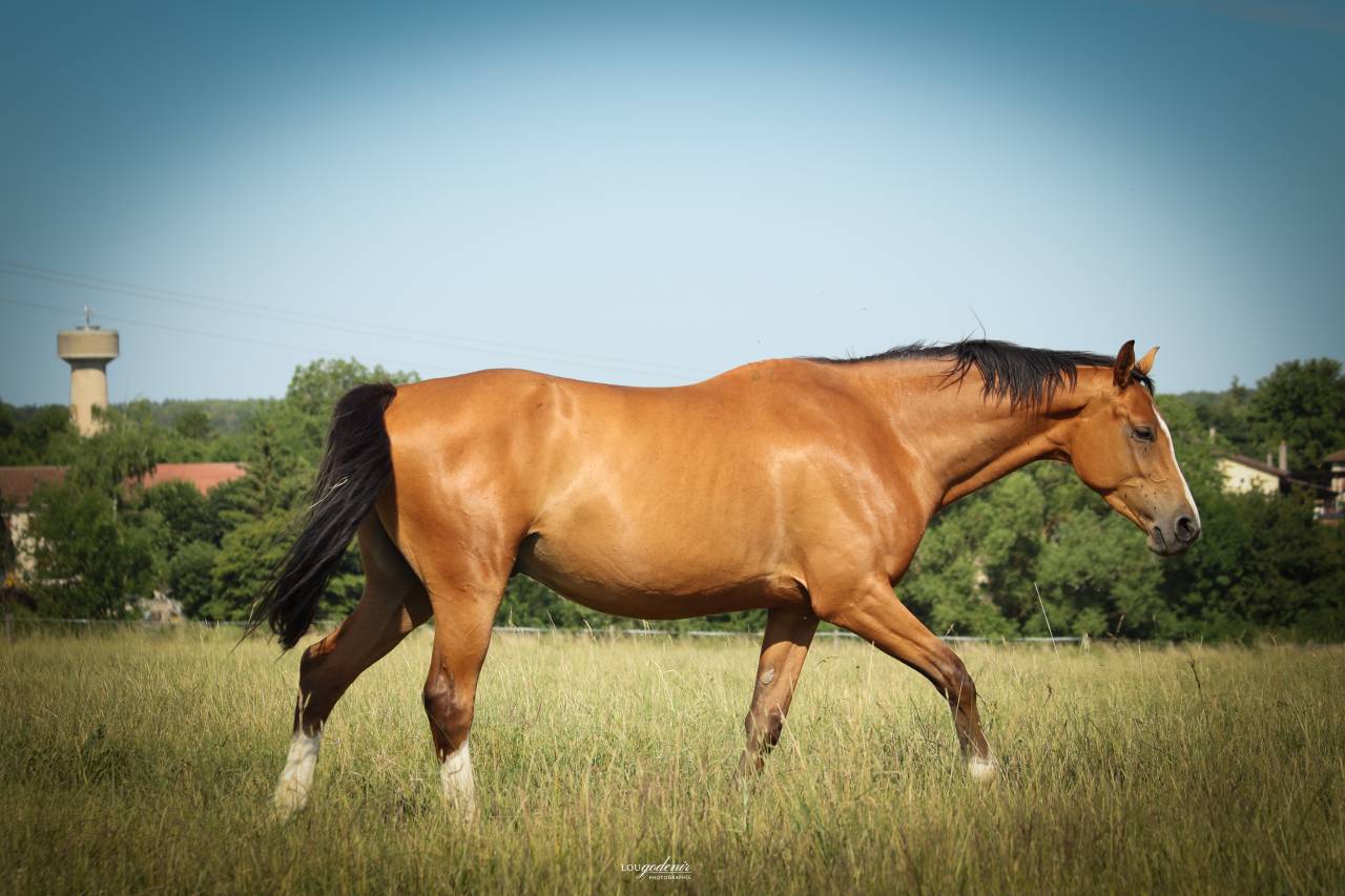 Caballo castrado Silla Franc&eacute;s En venta 2021 Bayo por No Records.