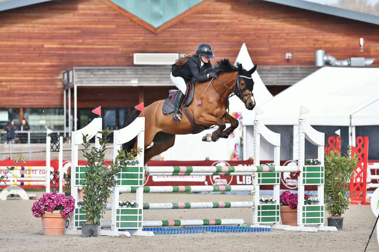 Caballo castrado Silla Franc&eacute;s En venta 2021 Bayo por No Records.
