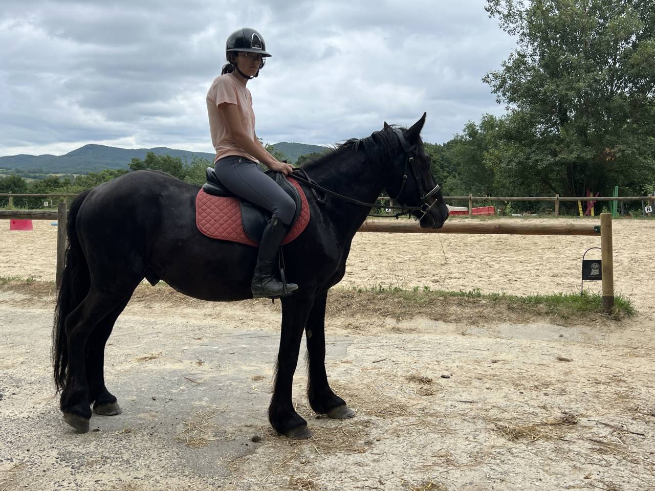 Caballo castrado M&eacute;rens En venta 2022 Negro por Pegazz des gesquis
