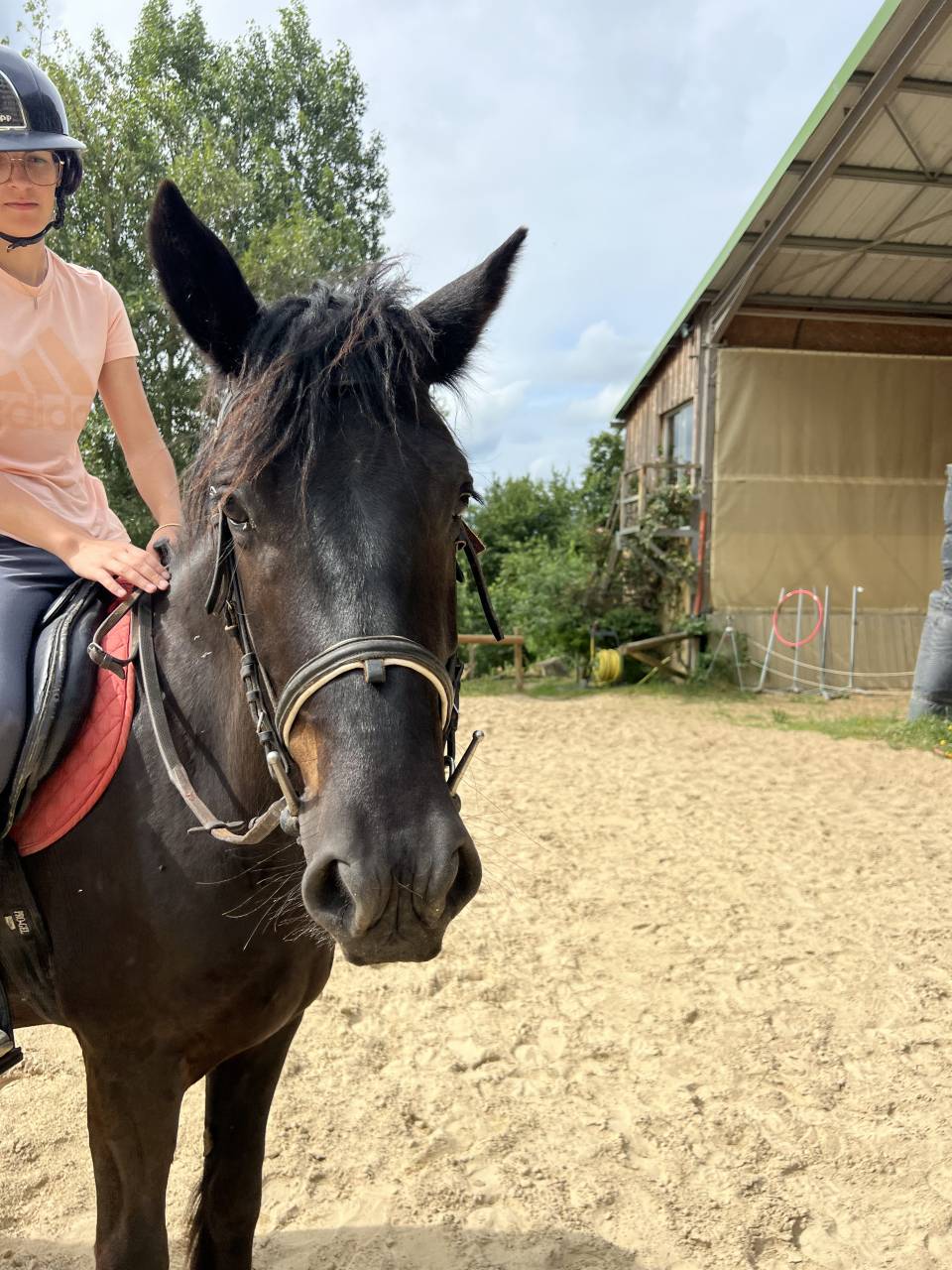Caballo castrado M&eacute;rens En venta 2022 Negro por Pegazz des gesquis