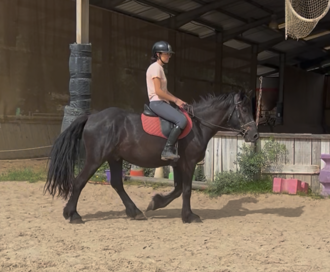 Caballo castrado M&eacute;rens En venta 2022 Negro por Pegazz des gesquis