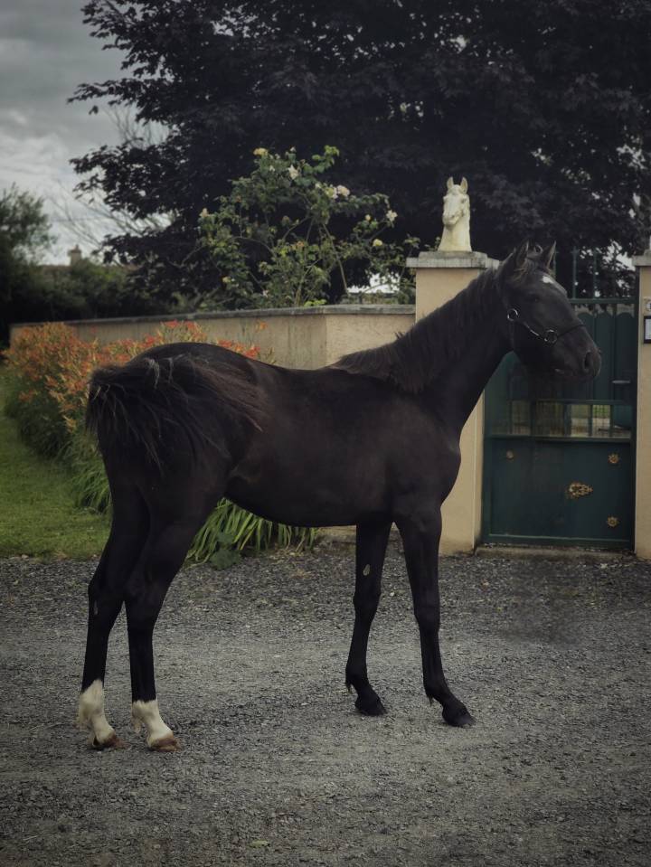 Yegua Paint Horse En venta 2025 Negro