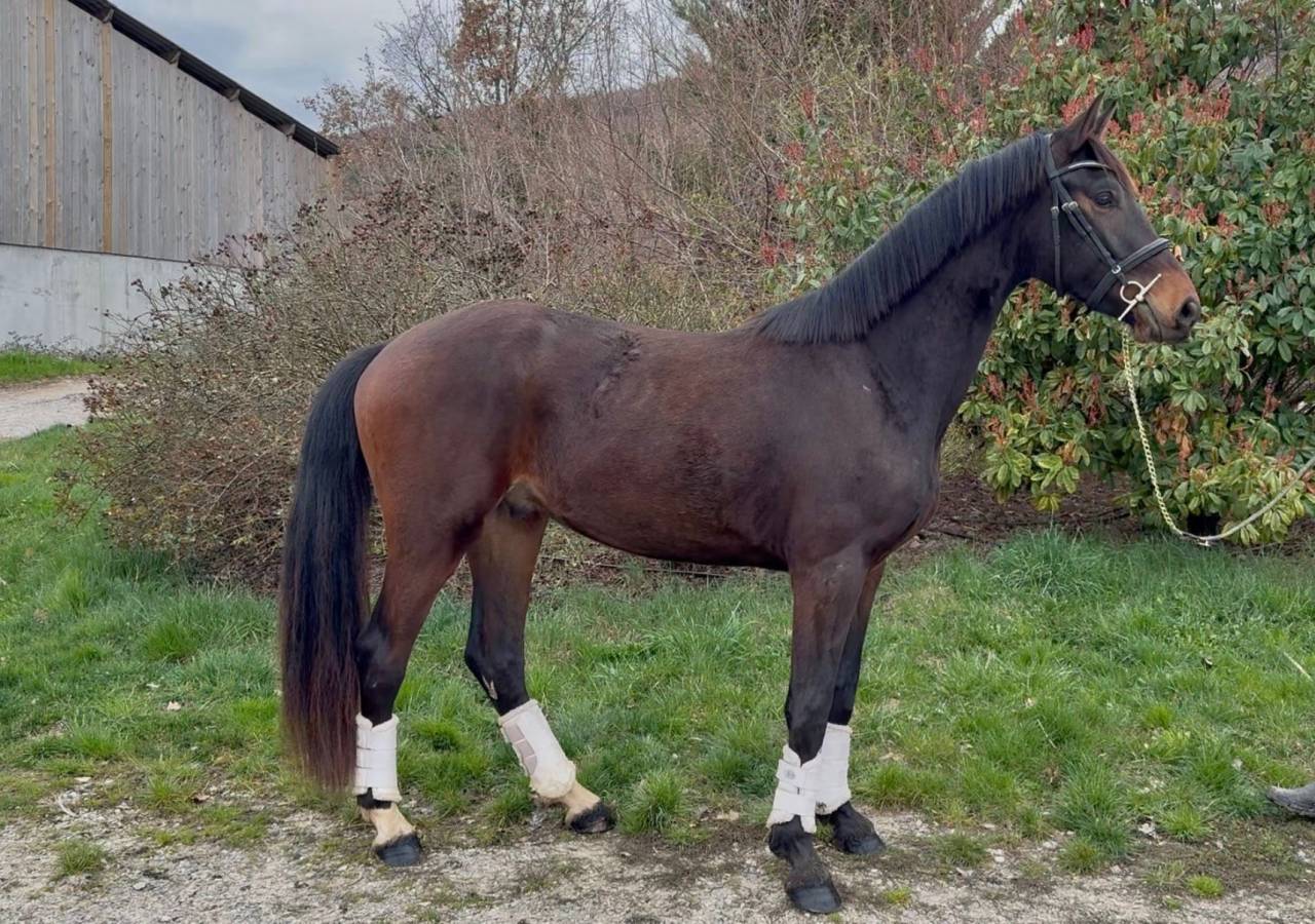 Caballo castrado KWPN Caballo de Deporte Neerland&eacute;s En venta 2023 Bayo moreno