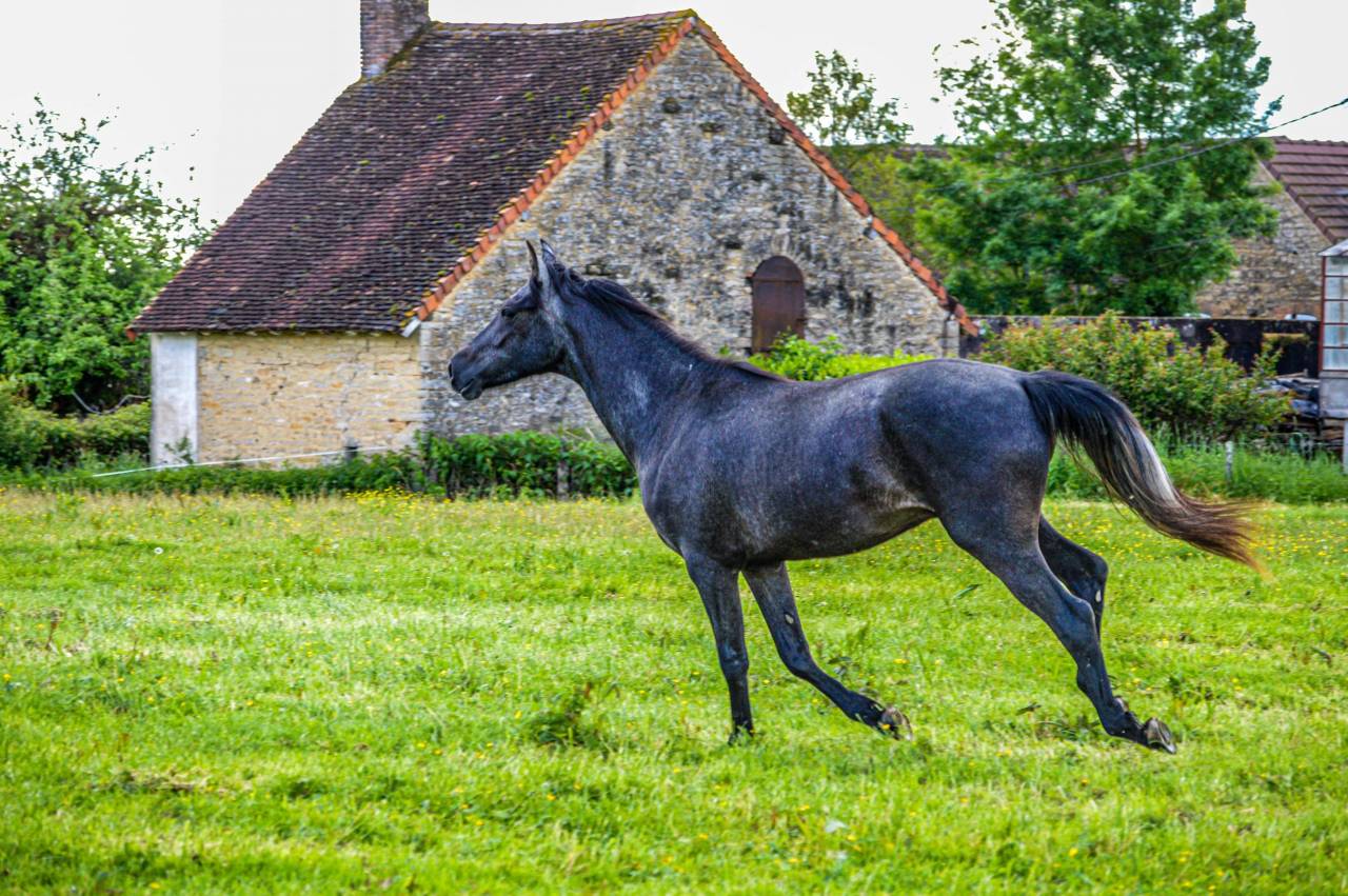Caballo castrado Media Sangre Arabe En venta 2021 Tordo por unico