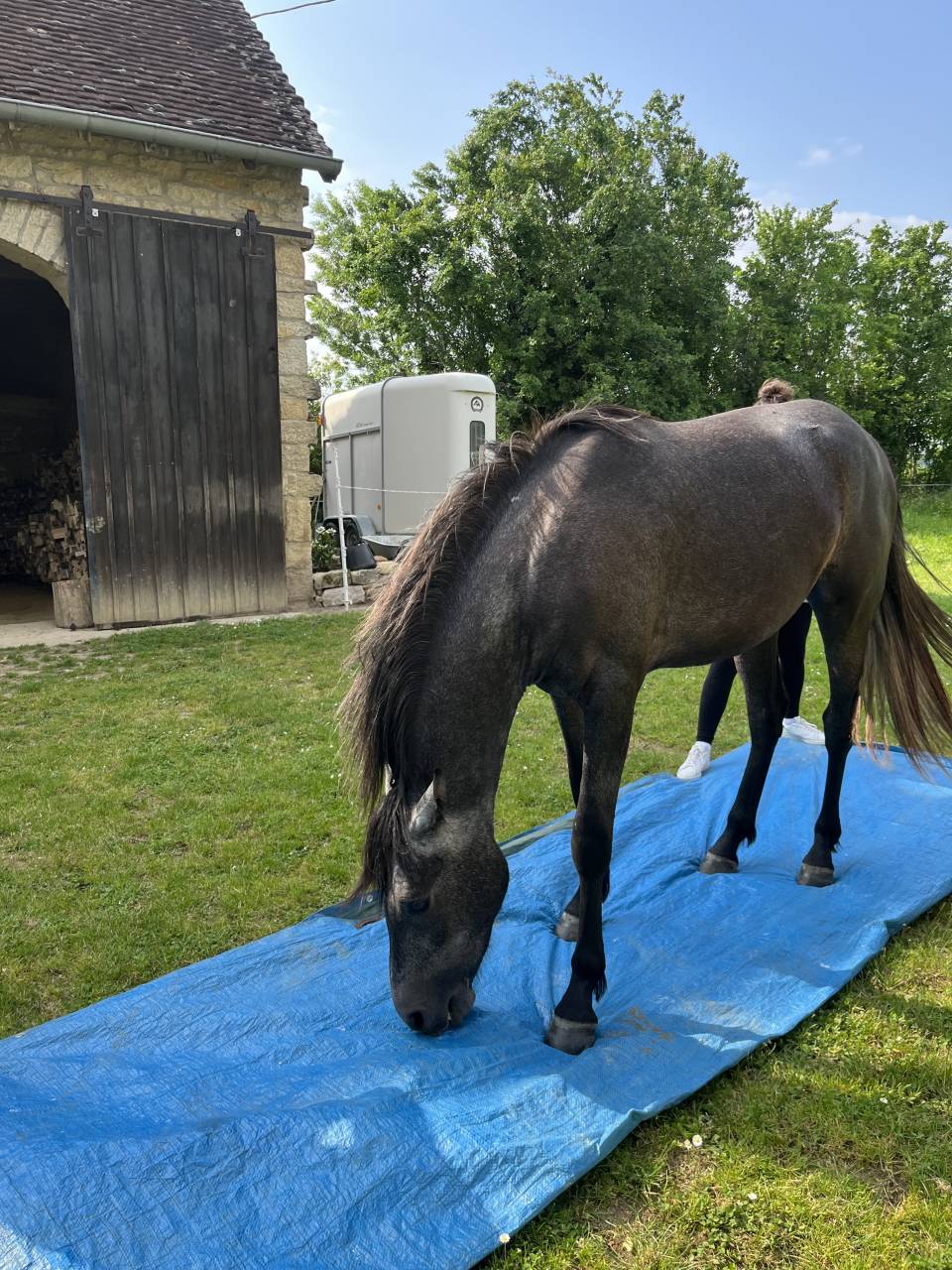 Caballo castrado Media Sangre Arabe En venta 2021 Tordo por unico