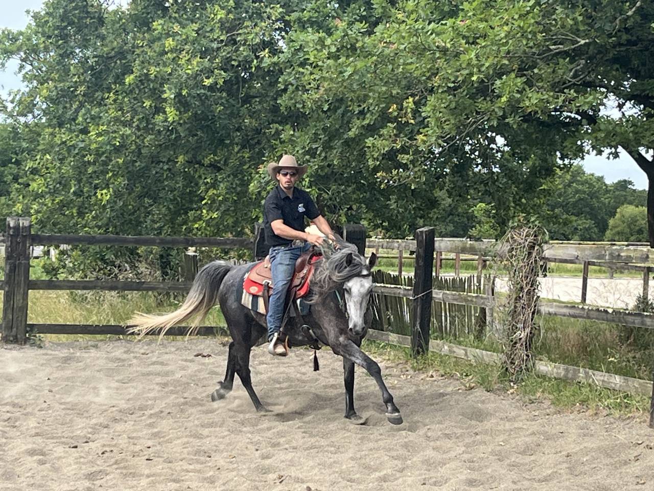Caballo castrado Media Sangre Arabe En venta 2021 Tordo por unico