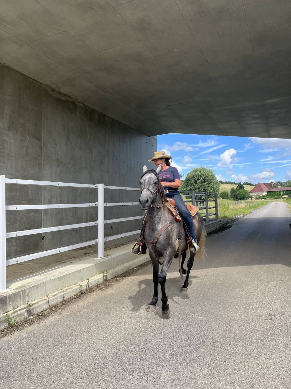 Caballo castrado Media Sangre Arabe En venta 2021 Tordo por unico