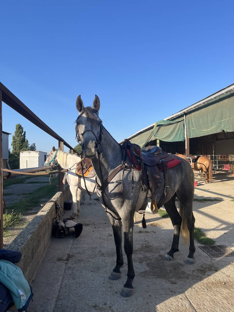 Caballo castrado Media Sangre Arabe En venta 2021 Tordo por unico