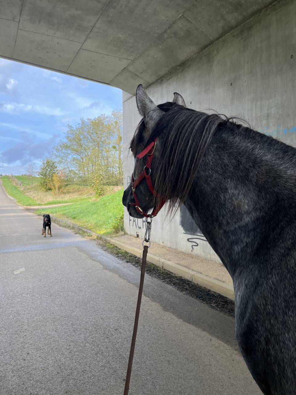 Caballo castrado Media Sangre Arabe En venta 2021 Tordo por unico