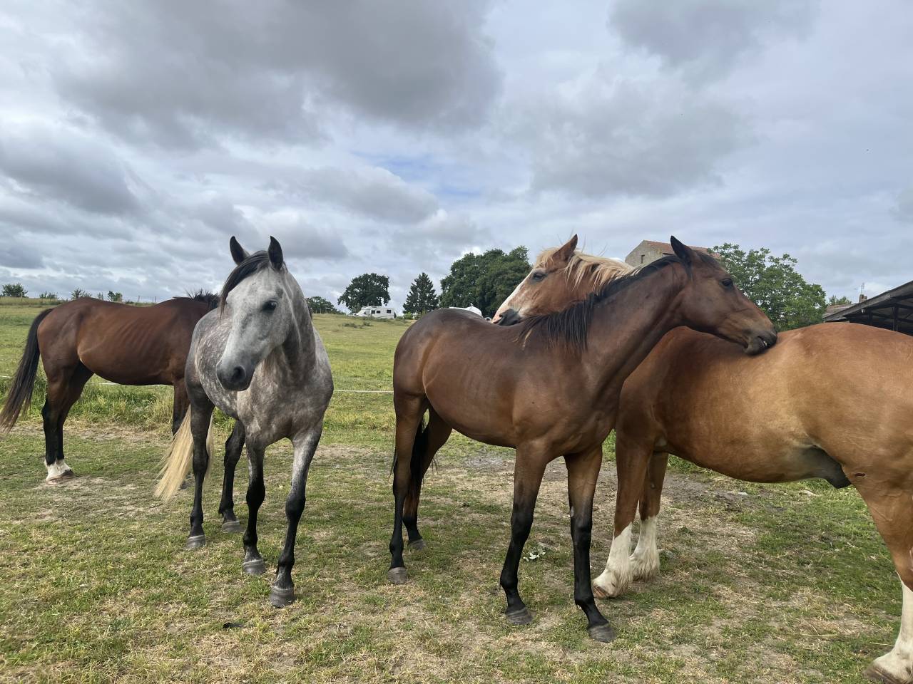 Caballo castrado Media Sangre Arabe En venta 2021 Tordo por unico
