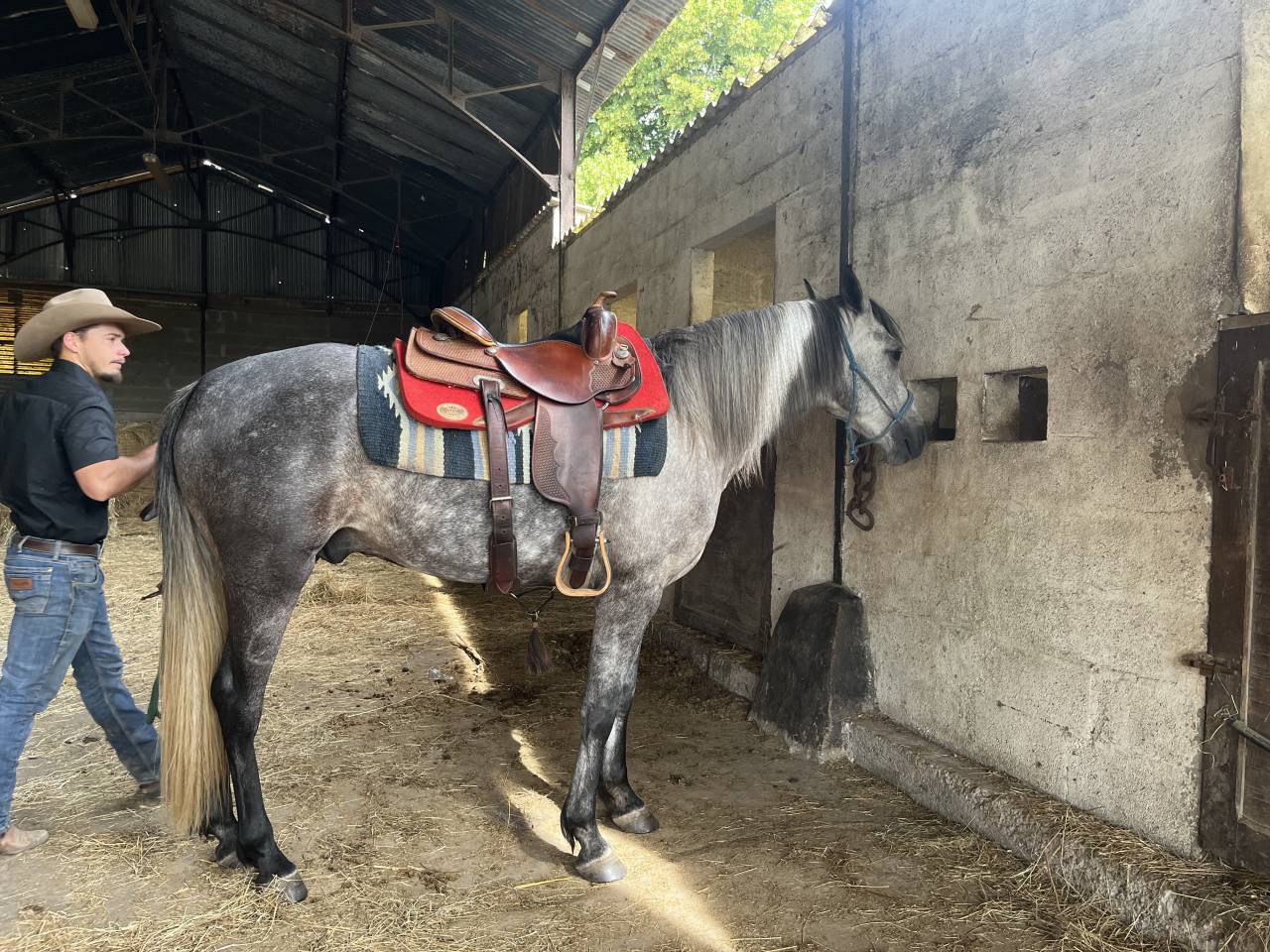 Caballo castrado Media Sangre Arabe En venta 2021 Tordo por unico