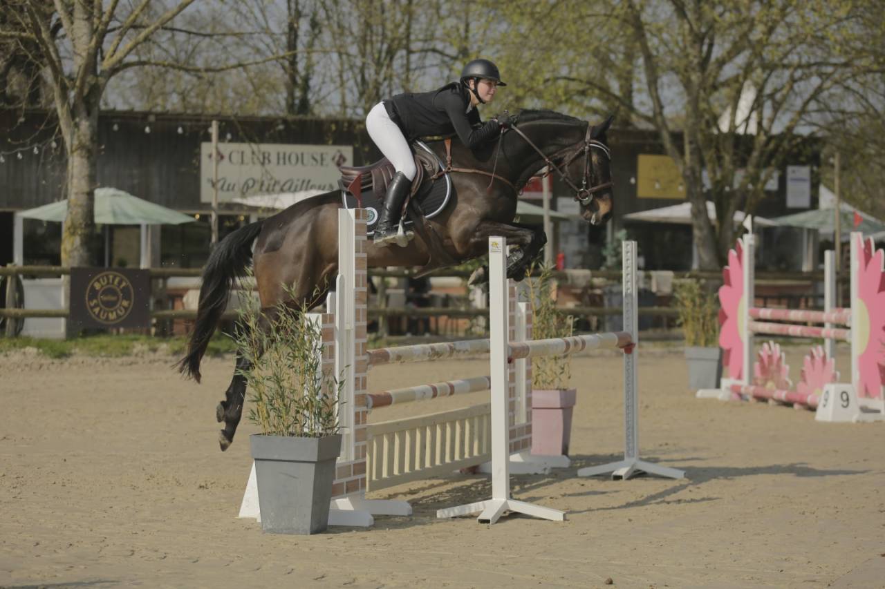 Caballo castrado Silla Franc&eacute;s En venta 2020 Bayo moreno por VANCOUVER de lanlore