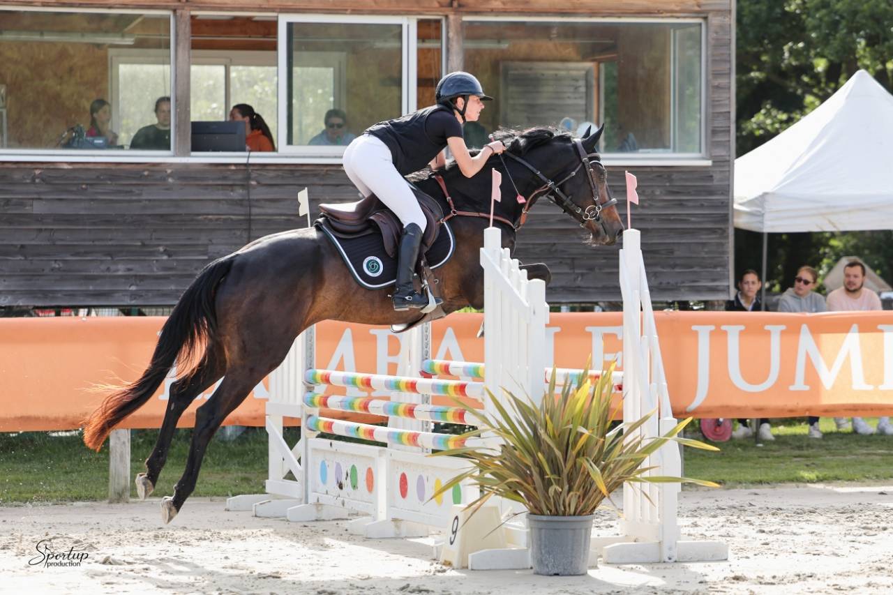 Caballo castrado Silla Franc&eacute;s En venta 2020 Bayo moreno por VANCOUVER de lanlore
