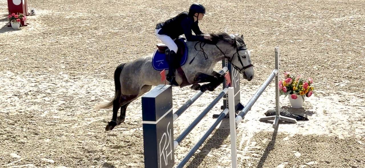 Caballo castrado Origine Constat&eacute;e En venta 2017 Tordo por TRESOR