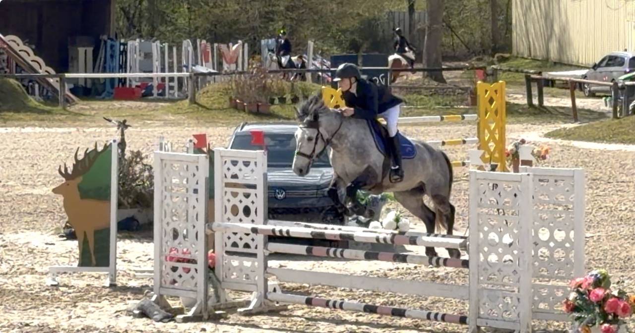 Caballo castrado Origine Constat&eacute;e En venta 2017 Tordo por TRESOR